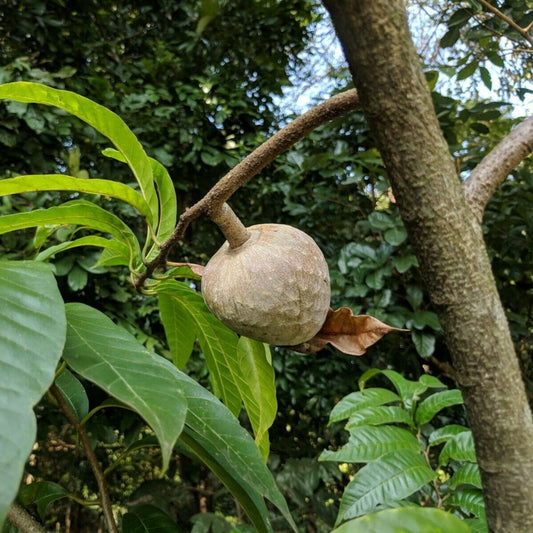 5 Annona Reticulata Custard Apple Tree Seeds For Planting | www.seedsplantworld.com