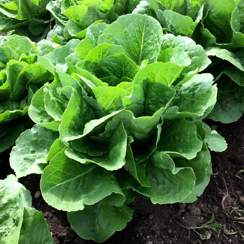 500 Parris Island Cos Romaine Lettuce NON-GMO Caesar Salad Vegetable Seeds | www.seedsplantworld.com