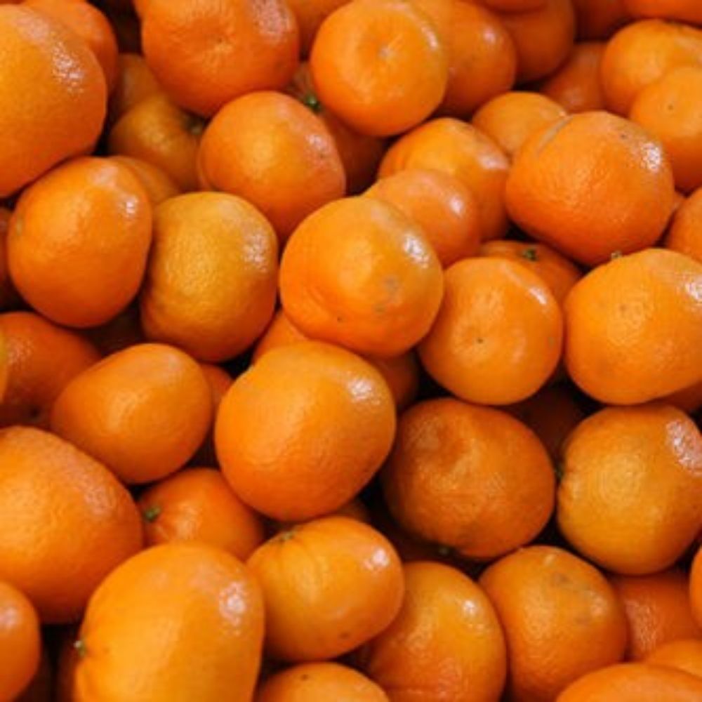 5 Citrus Reticulata Murcott Honey Tangerine Tree Seeds For Planting | www.seedsplantworld.com