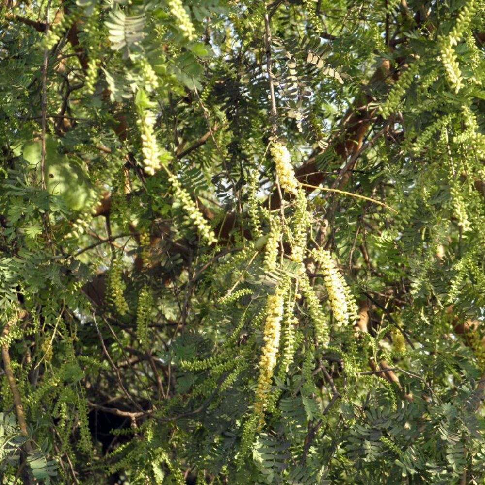 5 Prosopis Cineraria Khari Tree Seeds For Planting | www.seedsplantworld.com