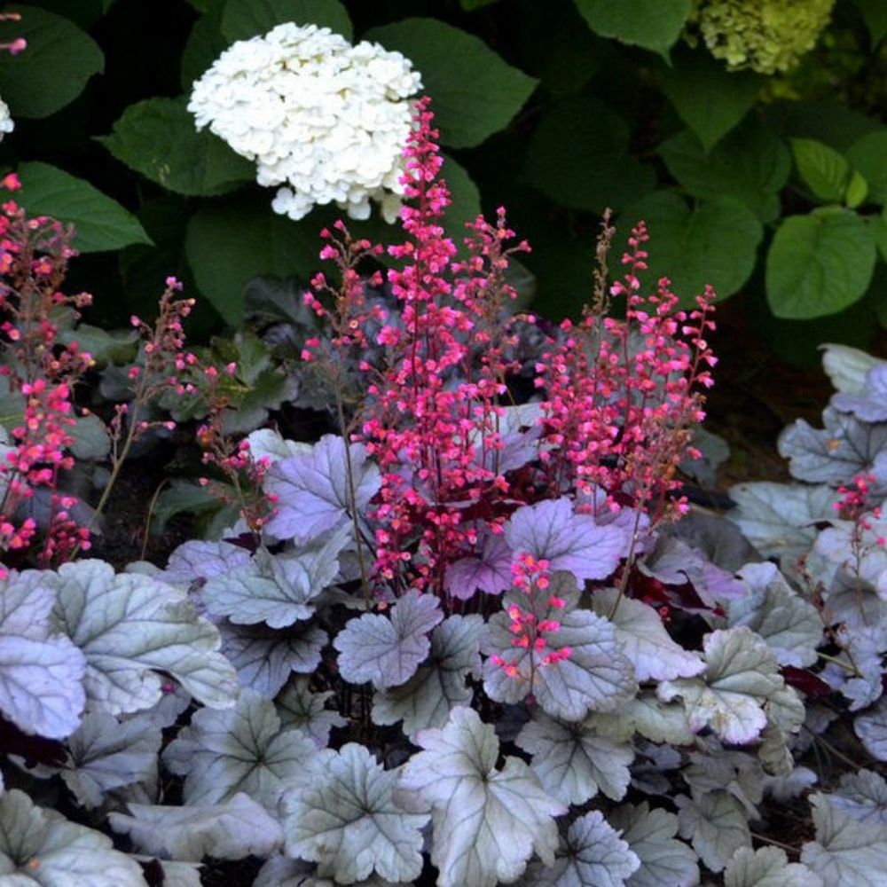 5 Heuchera Mixed New Varieties Purple Silver & More Seeds For Planting | www.seedsplantworld.com