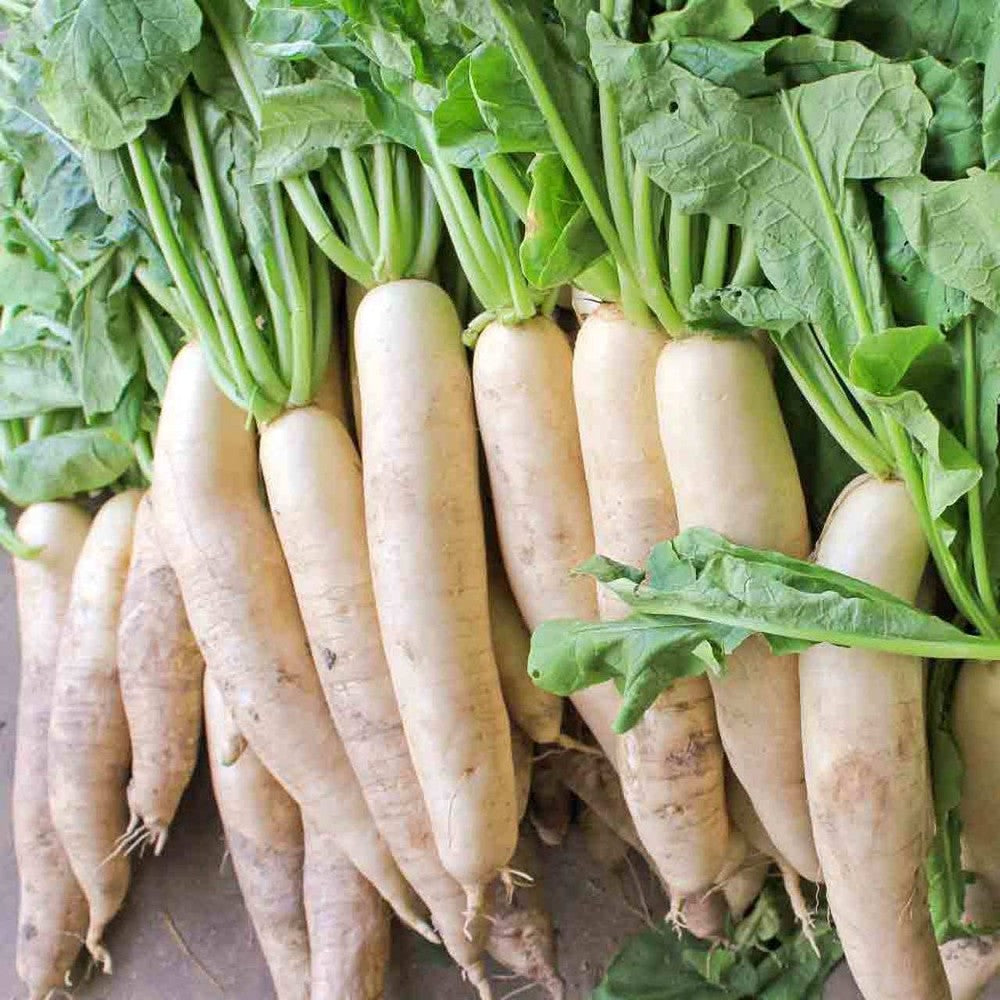 1 Ounce Daikon Radish Deer Food Plot Extremely Large Radish Vegetable Seeds | www.seedsplantworld.com