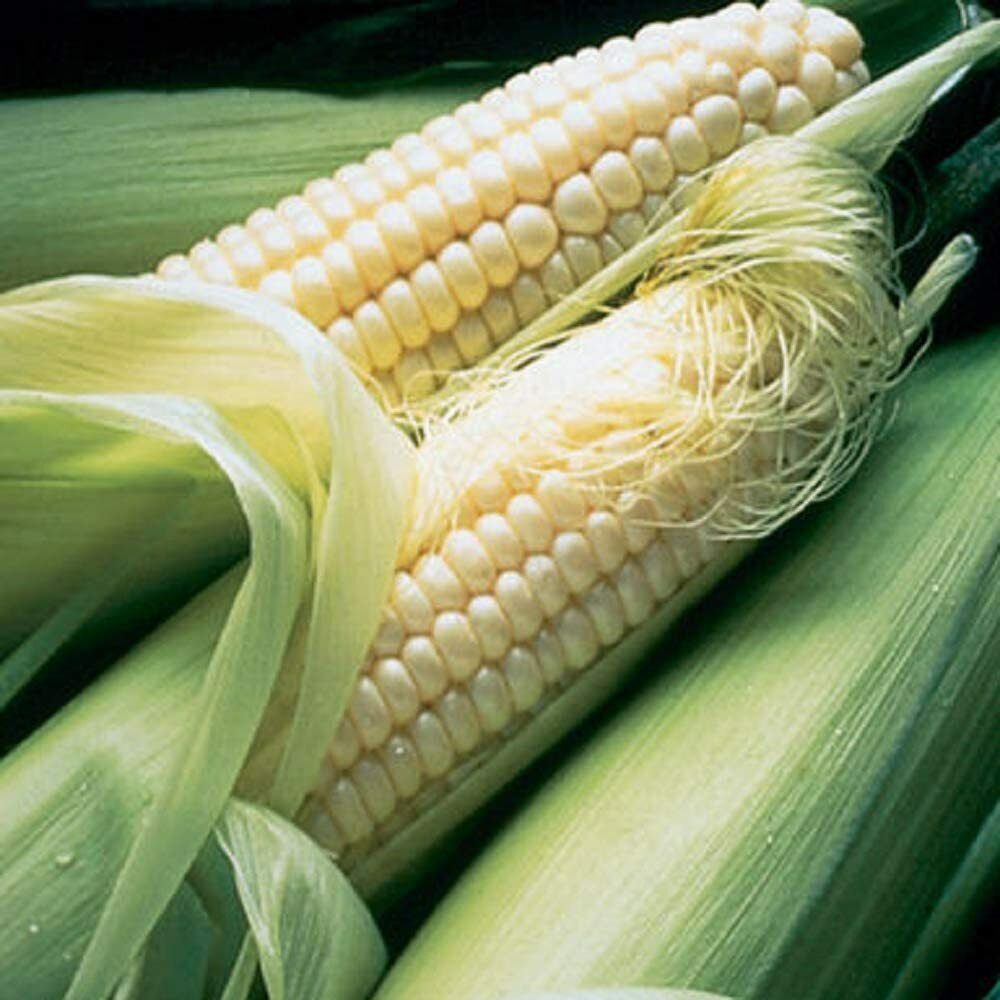 960 Silver Queen Sweet Corn White Sweet Corn F1 Hybrid Fruit Seeds | www.seedsplantworld.com