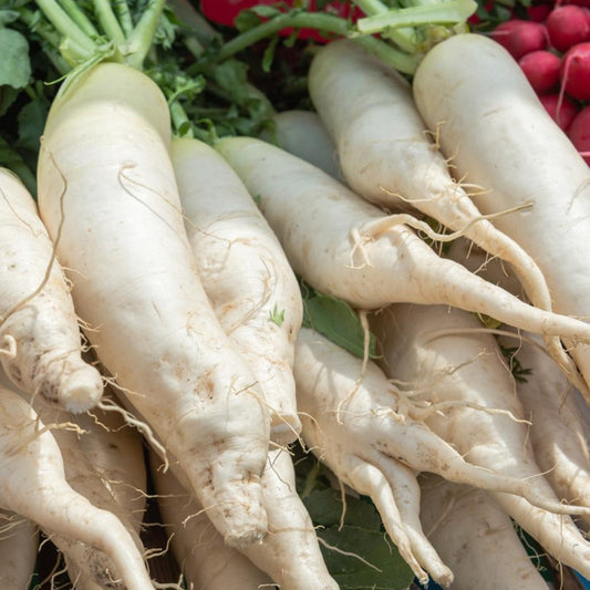 100 White Icicle Radish Mini Daikon NON-GMO Vegetable Seeds | www.seedsplantworld.com