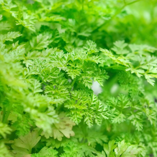 200 Winter Chervil French Parsley NON-GMO Heirloom Herb Seeds | www.seedsplantworld.com