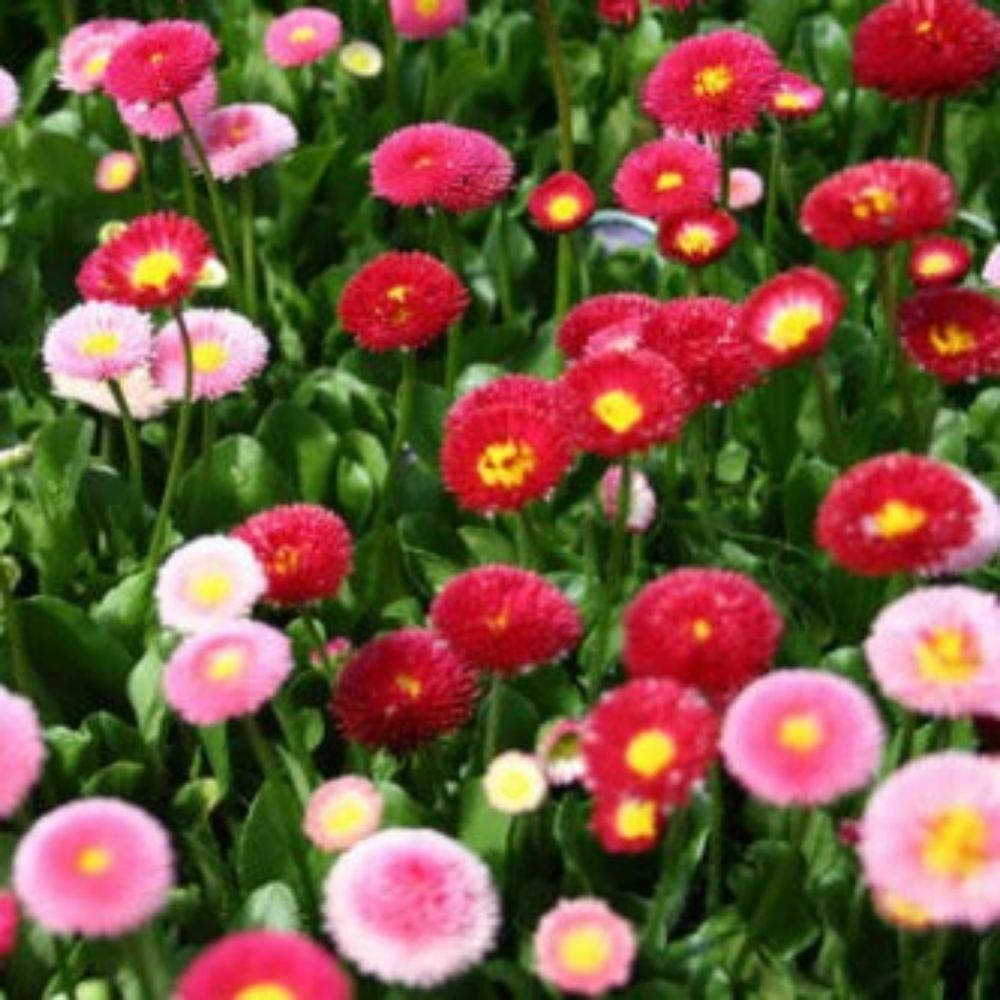 10 Bellis Perennis European Daisy Seeds For Planting | www.seedsplantworld.com