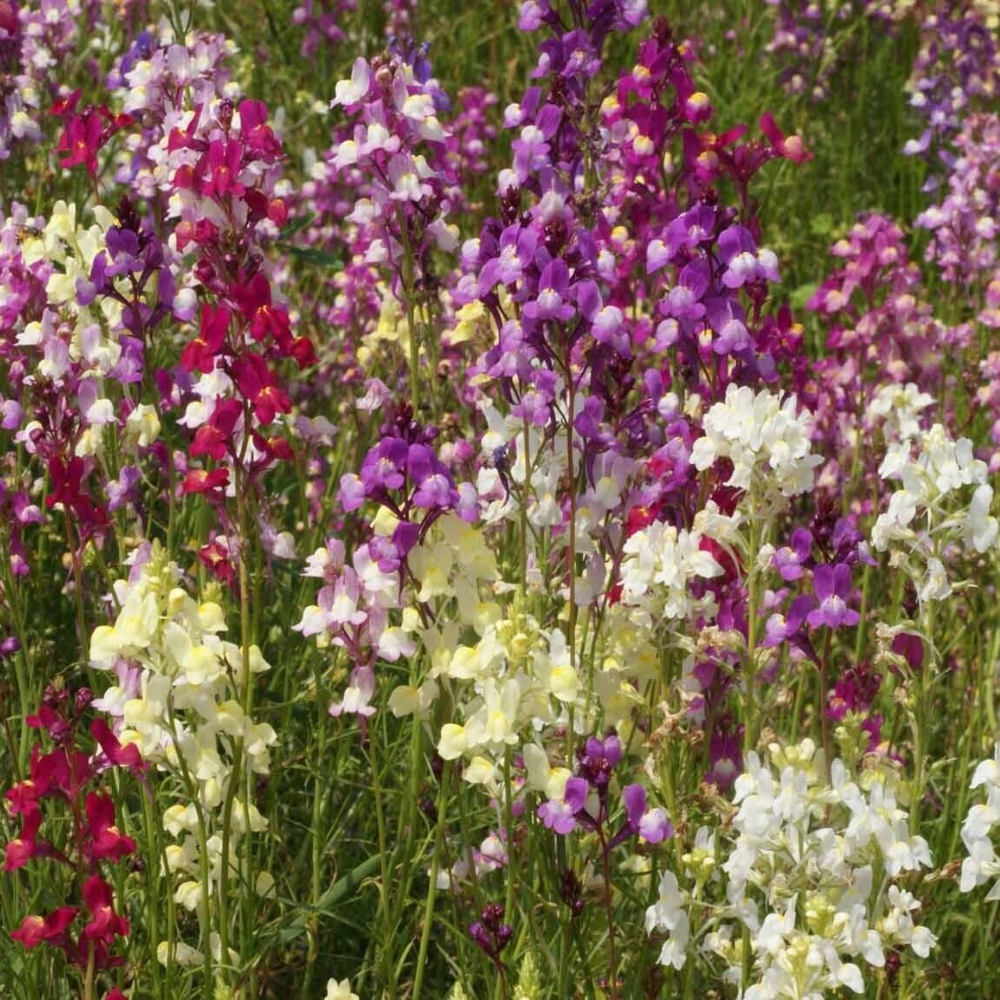 7000 Northern Lights Snapdragon Mix Multi Color Blooms Pollinators Flowers Seeds | www.seedsplantworld.com