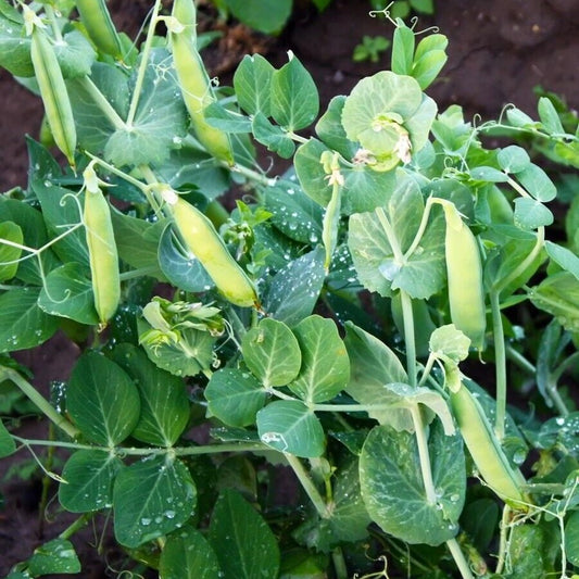 180 Little Marvel Garden Pea Compact Semi-Dwarf Shelling NON-GMO Vegetable Seeds | www.seedsplantworld.com