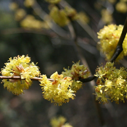 5 Lindera Obtusiloba Spicebush Shrub Seeds For Planting | www.seedsplantworld.com