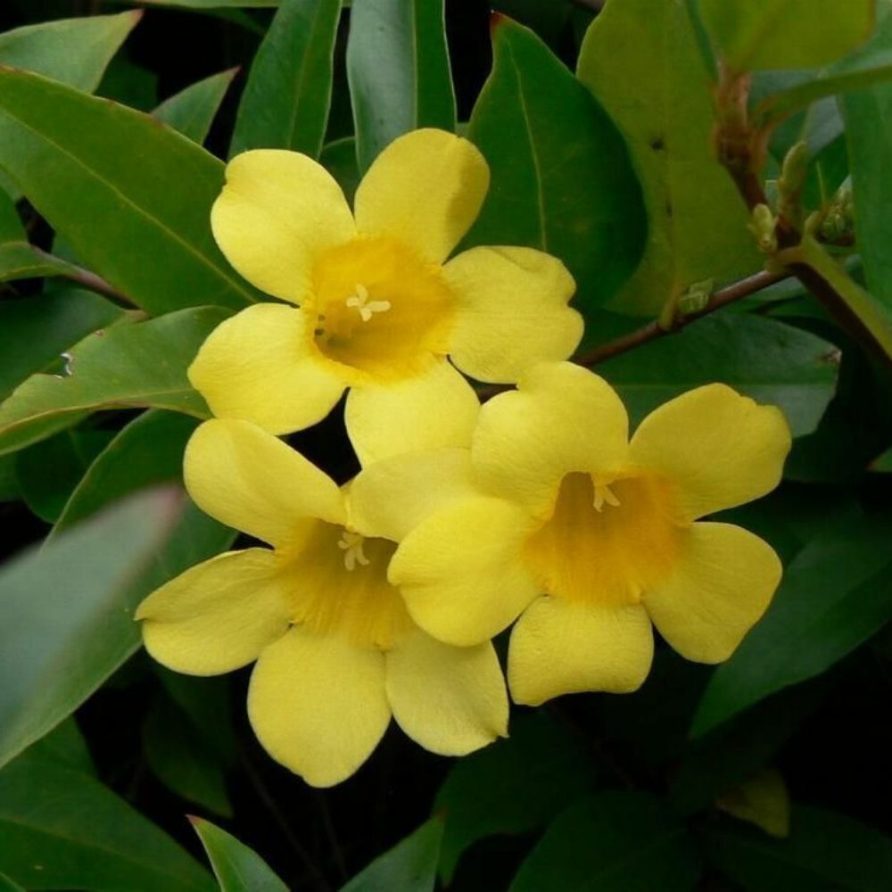 5 Gelsemium Sempervirens Carolina Jessamine Vine Seeds For Planting | www.seedsplantworld.com