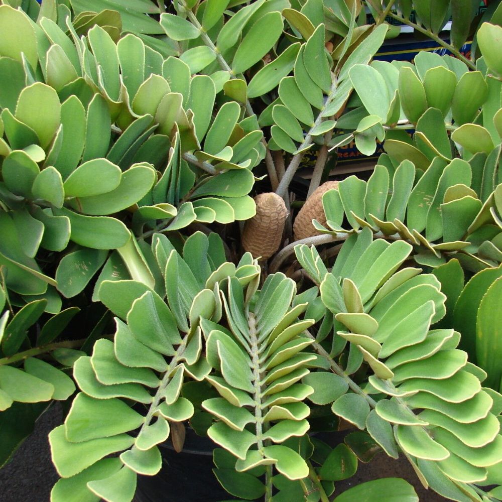 5 Zamia Furfuracea Cardboard Cycad Seeds For Planting | www.seedsplantworld.com