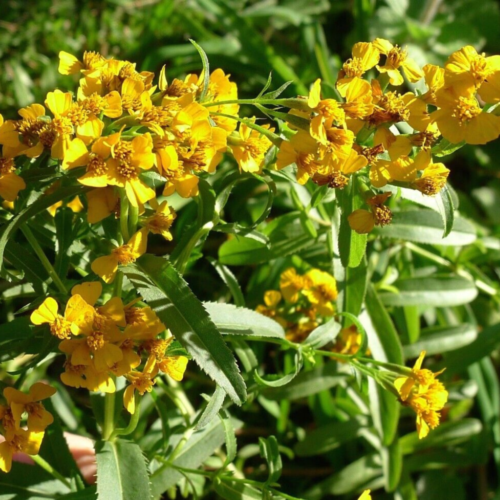 300 Mexican Tarragon NON-GMO Texas Tarragon Mexican Mint Marigold Herb Seeds | www.seedsplantworld.com