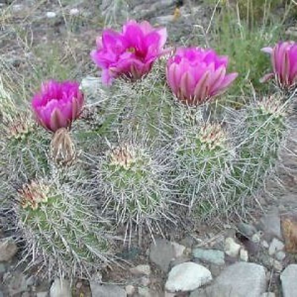 10 Echinocereus Fendleri Hardy Hedgehog Cactus Seeds For Planting | www.seedsplantworld.com