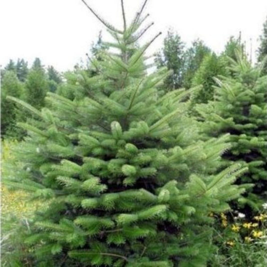 5 Abies Bornmuelleriana Turkish Fir Tree Seeds For Planting | www.seedsplantworld.com