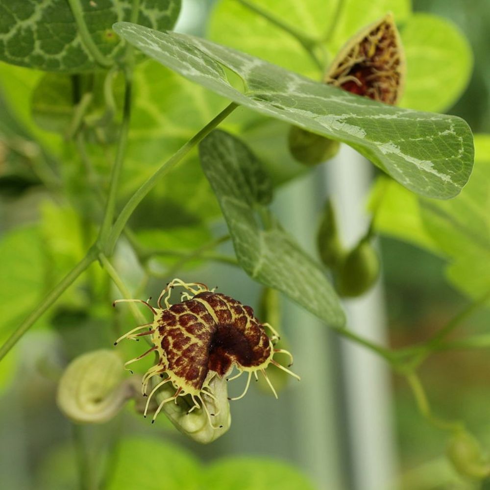 5 Aristolochia Fimbriata White Veined Dutchmans Pipe Vine Seeds For Planting | www.seedsplantworld.com