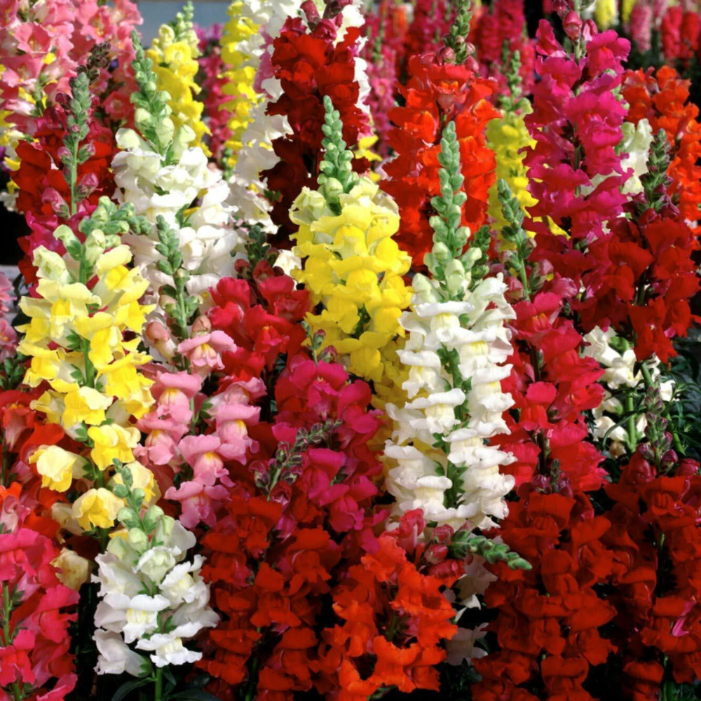 3750 Snapdragon Tetra Mix Multi Color Blooms Bees and Butterflies Flower Seeds | www.seedsplantworld.com