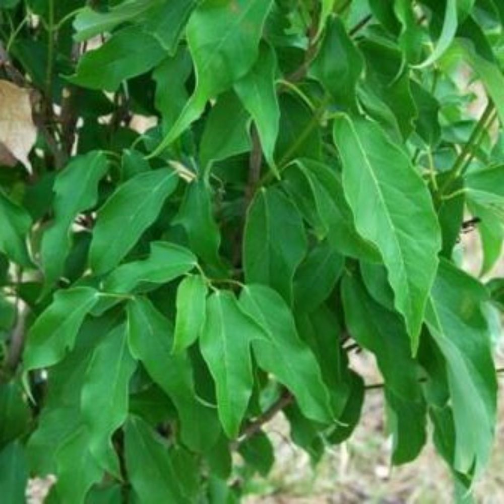 5 Acer Cinnamomifolium Evergreen Maple Tree Seeds For Planting | www.seedsplantworld.com