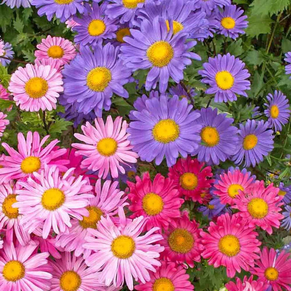 200 Single Mix China Aster Seeds Beautiful Daisy Like Flower Seeds | www.seedsplantworld.com