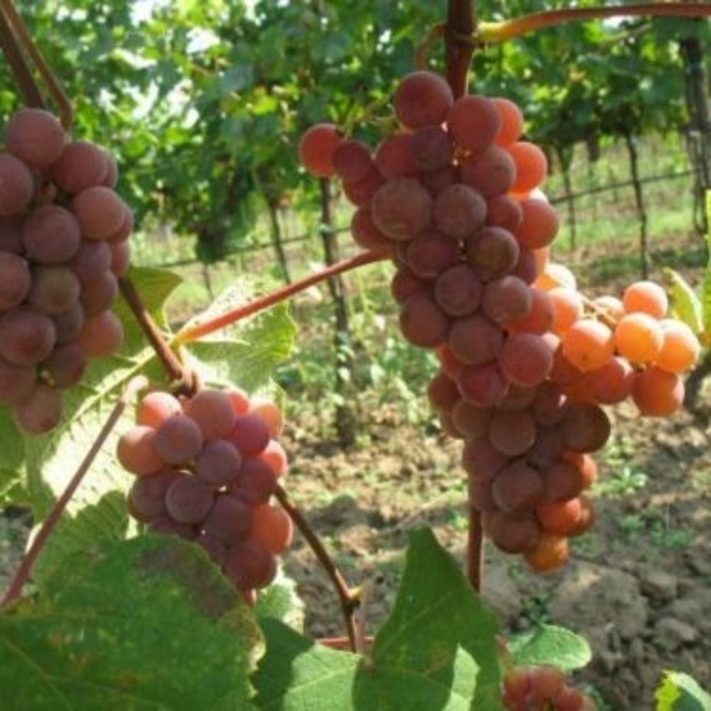 5 Vitis Labrusca Catawba Grape Seeds For Planting | www.seedsplantworld.com