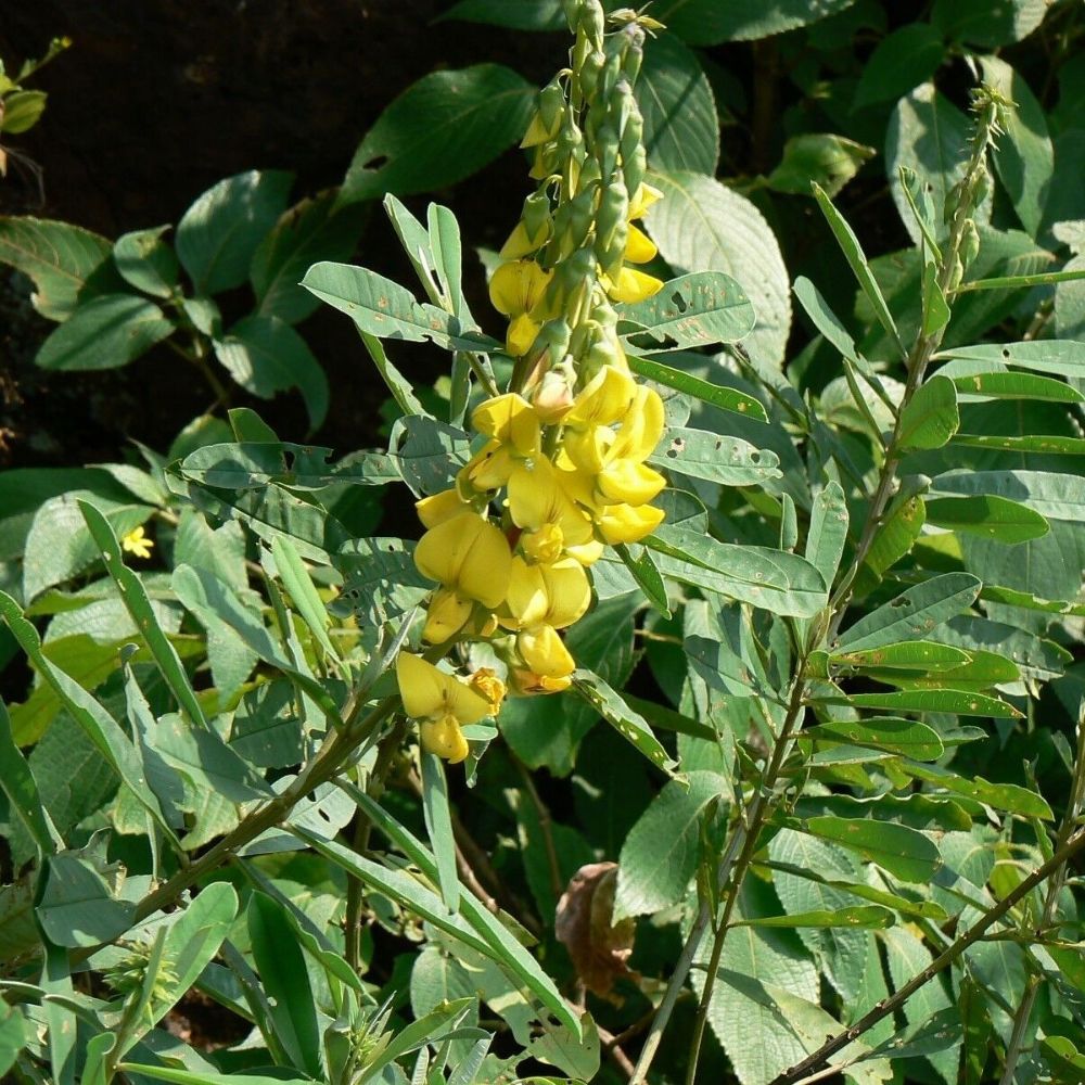5 Crotalaria Spectabilis Showy Rattlebox Golden Yellow Flowers Seeds For Planting | www.seedsplantworld.com