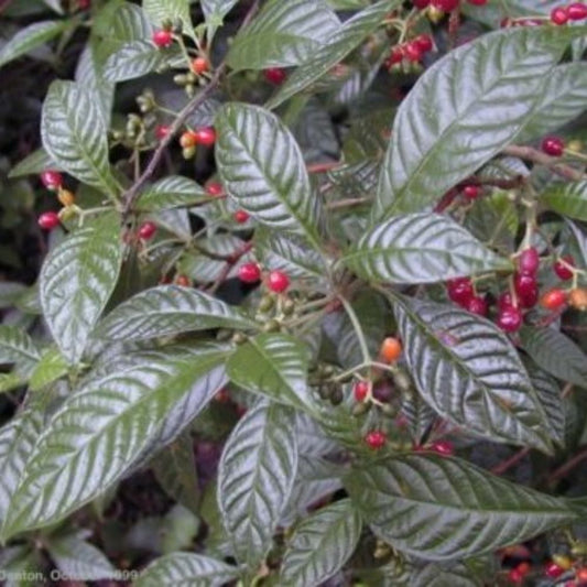 5 Psychotria Nervosa Wild Coffee Seeds For Planting | www.seedsplantworld.com