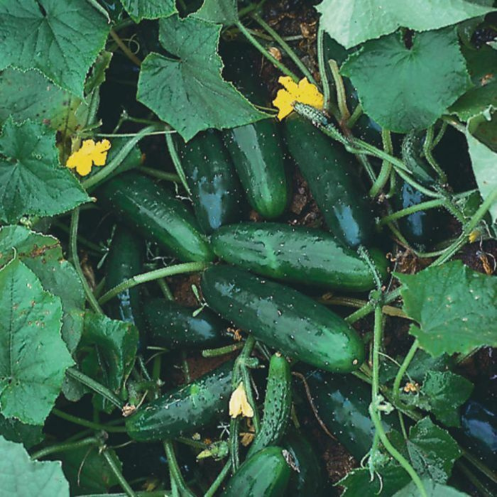 30 Marketmore 76 Cucumber NON-GMO Fruit Seeds | www.seedsplantworld.com