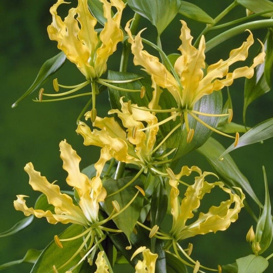 5 Gloriosa Lutea Yellow Gloriosa Lily Vine Seeds For Planting | www.seedsplantworld.com