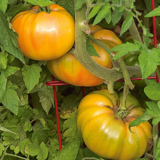 125 Gold Medal Tomato Ruby Gold Beefsteak Slicing NON-GMO Vegetable Seeds | www.seedsplantworld.com