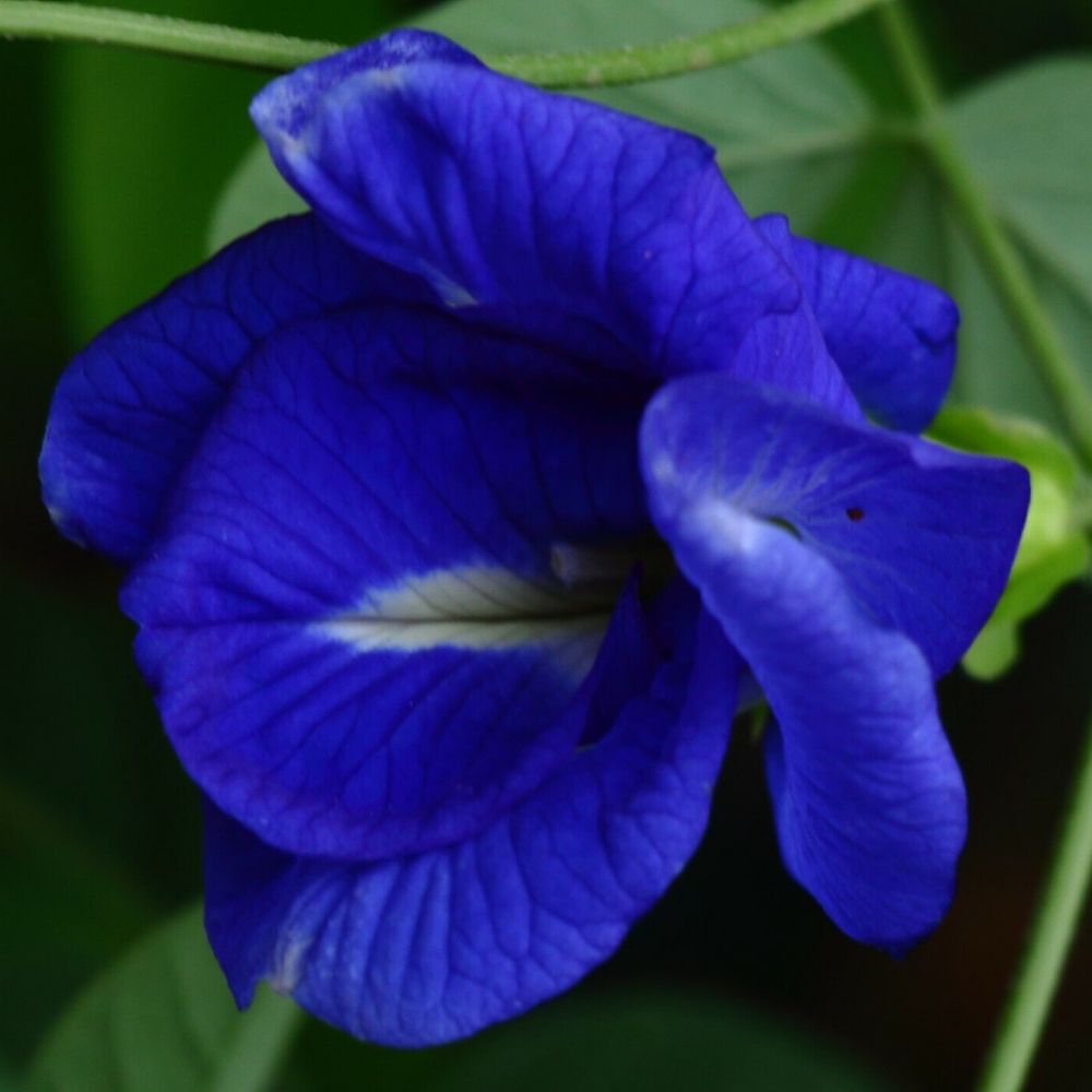 5 Clitoria Ternatea Rare Double Blue Flowers Exotic Vine Seeds For Planting | www.seedsplantworld.com