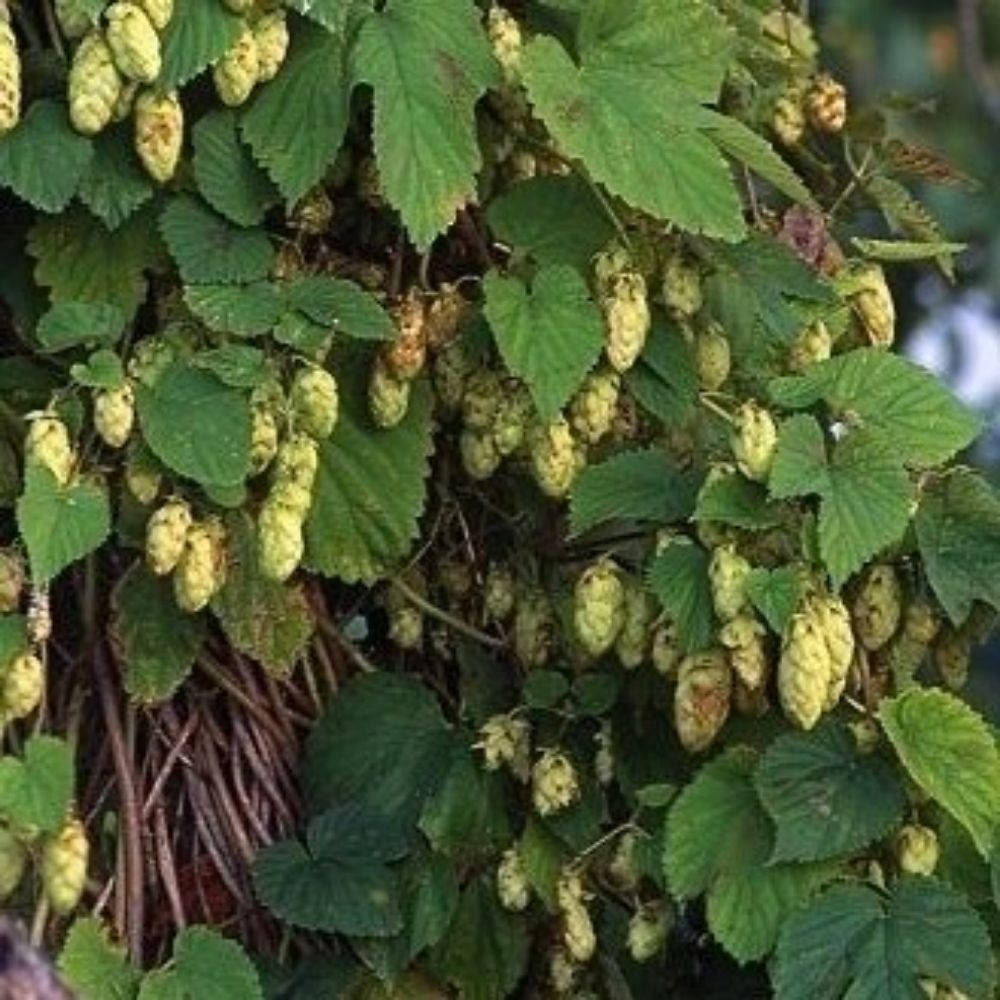 5 Humulus Lupulus Saaz Hops Vine Seeds For Planting | www.seedsplantworld.com