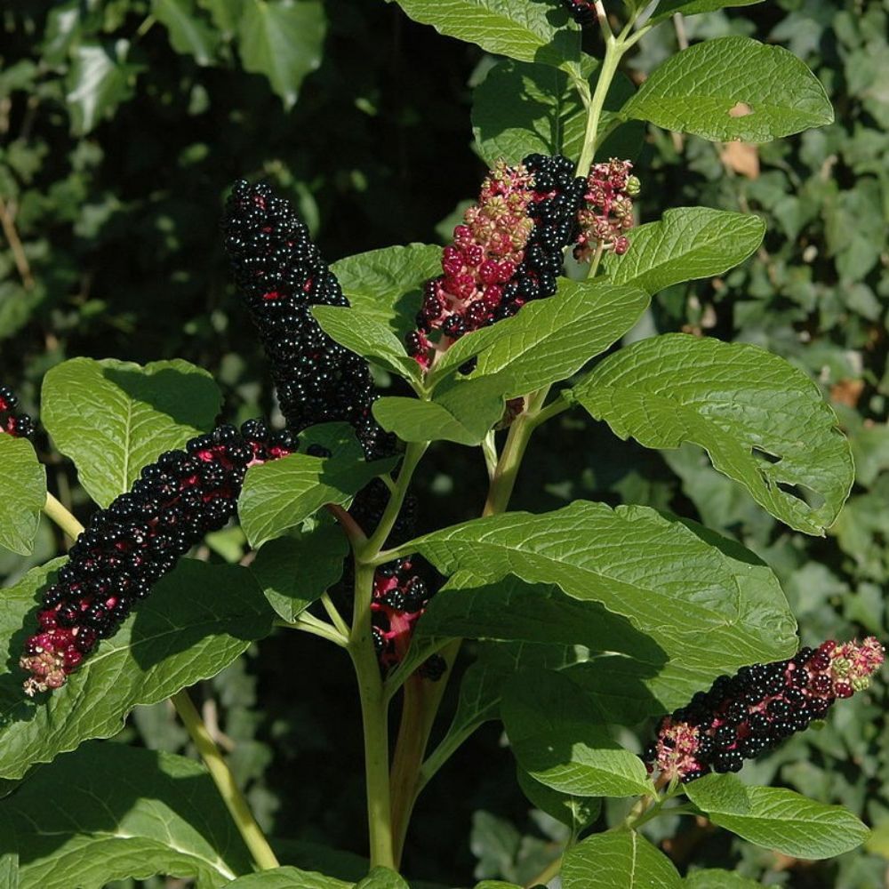 5 Phytolacca Acinosa India Pokeweed Seeds For Planting | www.seedsplantworld.com