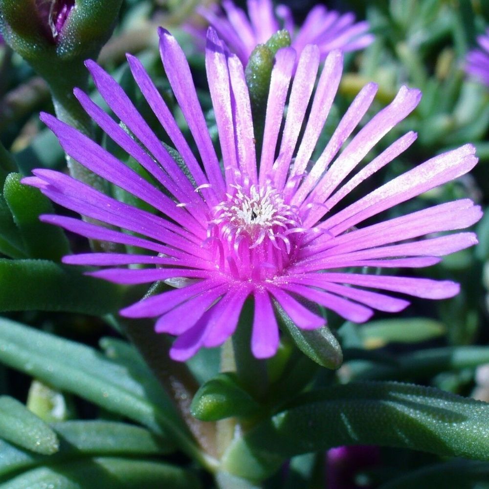 10 Delosperma Floribundum Purple Ice Plant Hardy Exotic Seeds For Planting | www.seedsplantworld.com