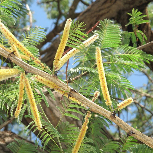 5 Acacia Catechu Cutch Tree Seeds For Planting | www.seedsplantworld.com