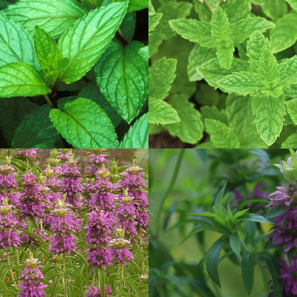 4 Packs Mint Mix Peppermint Spearmint Lemon Mint Lemon Balm Herb Seeds | www.seedsplantworld.com