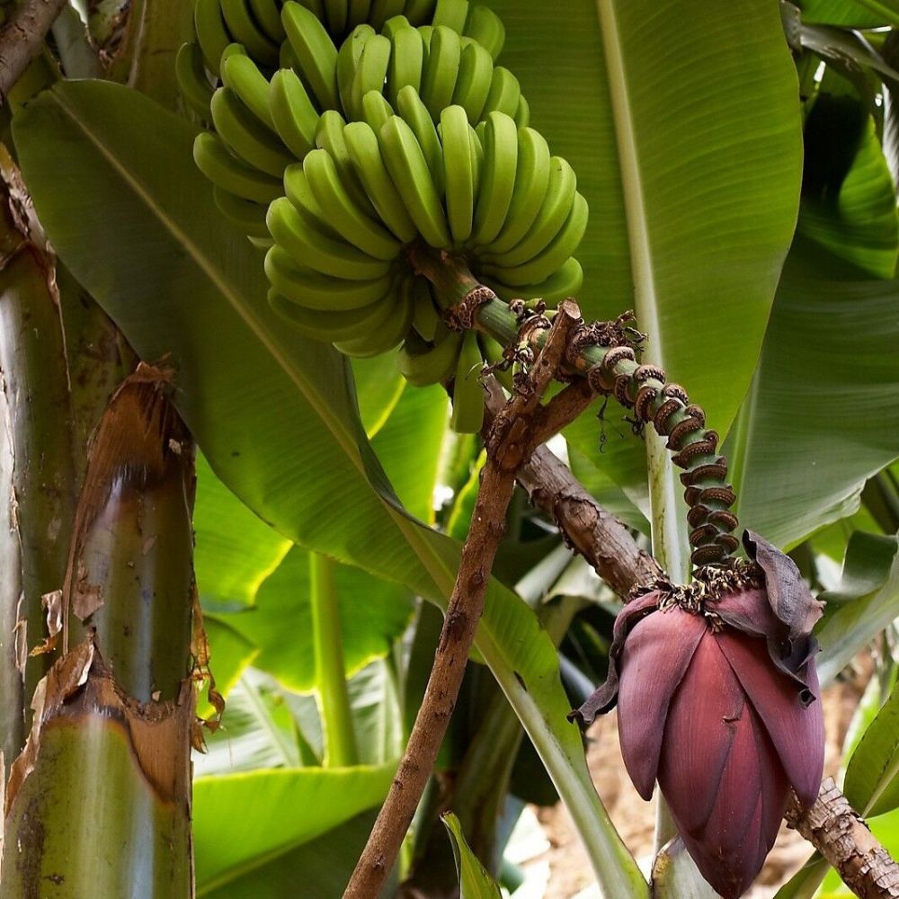 5 Musa Acuminata Banana Seeds For Planting | www.seedsplantworld.com