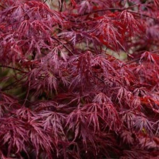 5 Acer Palmatum Dissectum Atropurpureum Red Laceleaf Japanese Maple Seeds For Planting | www.seedsplantworld.com