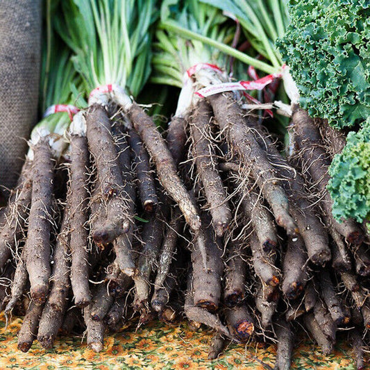 150 Black Salsify Scorzonera NON-GMO Black Oyster Plant Goat's Beard Vegetable Seeds | www.seedsplantworld.com