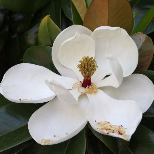 5 Magnolia Grandiflora Cold Hardy Form Southern Magnolia Seeds For Planting | www.seedsplantworld.com