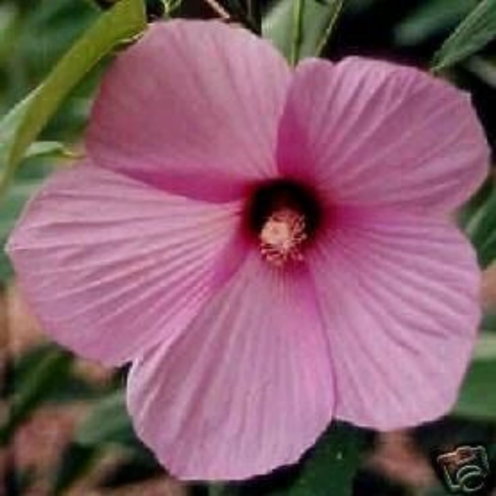 10 Hibiscus Lasiocarpus Rose Mallow Seeds For Planting | www.seedsplantworld.com