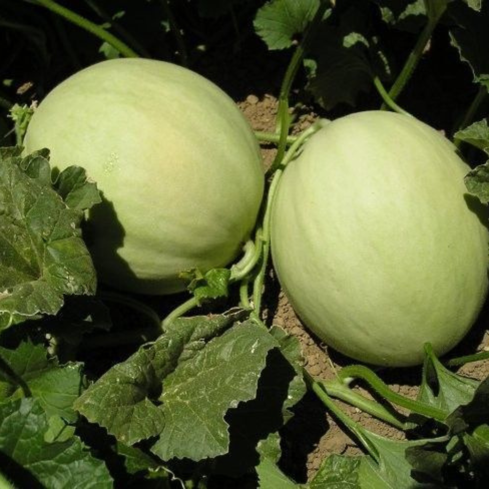 125 Honeydew Green Flesh Melon NON-GMO Fruit Seeds | www.seedsplantworld.com