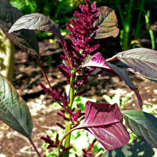 10 Amaranthus Cruentus Red Amaranth Seeds For Planting | www.seedsplantworld.com