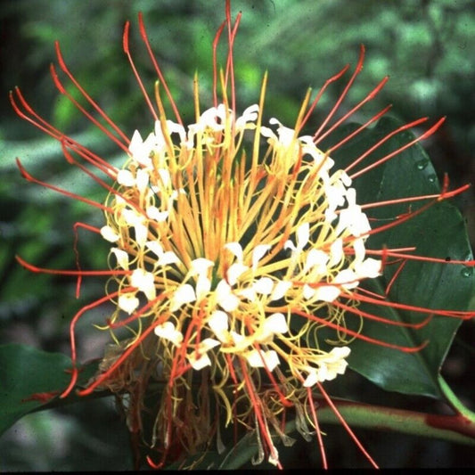 5 Hedychium Ellipticum Butterfly Ginger Unusual Ginger Seeds For Planting | www.seedsplantworld.com