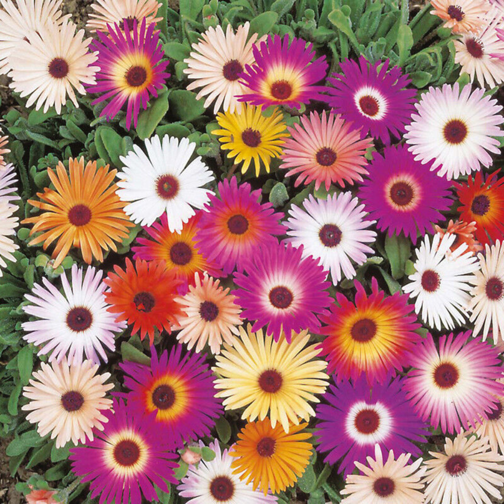 2000 Mixed Ice Plant Livingstone Daisy Flowers Seeds | www.seedsplantworld.com