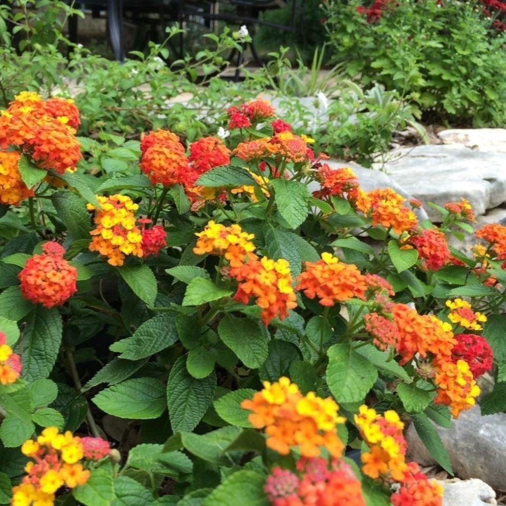 5 Lantana Horrida Texas Lantana Seeds For Planting | www.seedsplantworld.com