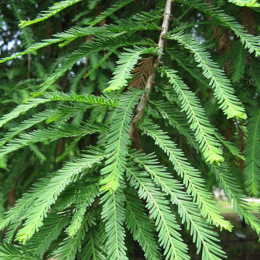 5 Taxodium Mucronatum (Huegelii) Montezuma Cypress Seeds For Planting | www.seedsplantworld.com