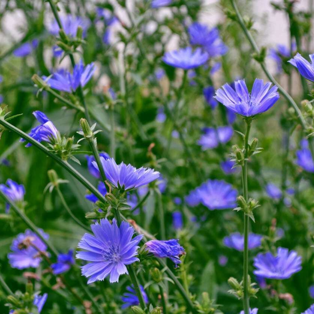 1/4 LB Chicory Italian Dandelion NON-GMO Flowers Seeds | www.seedsplantworld.com