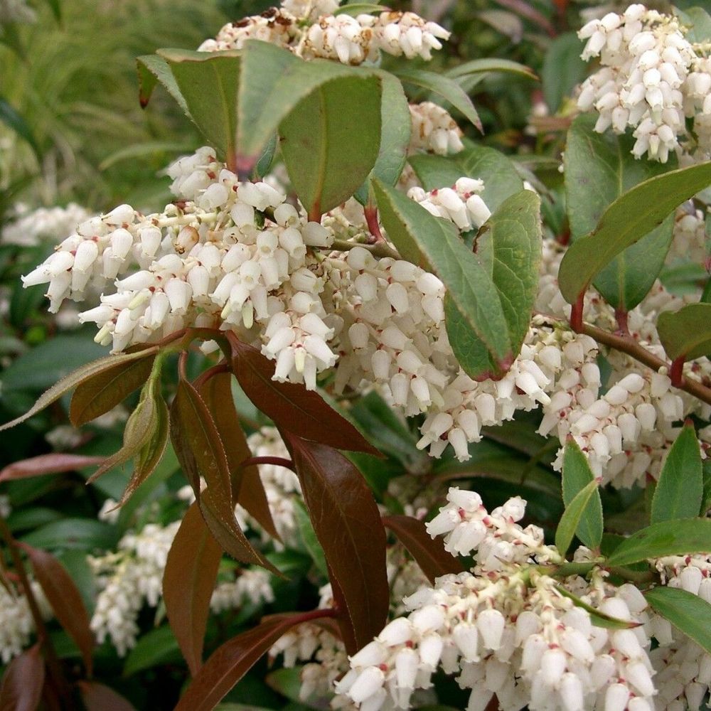 5 Leucothoe Axillaris Coast Leucothoe Seeds For Planting | www.seedsplantworld.com