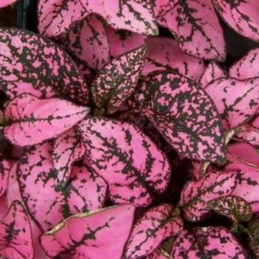 10 Hypoestes Pink Splash Exotic Foliage Seeds For Planting | www.seedsplantworld.com