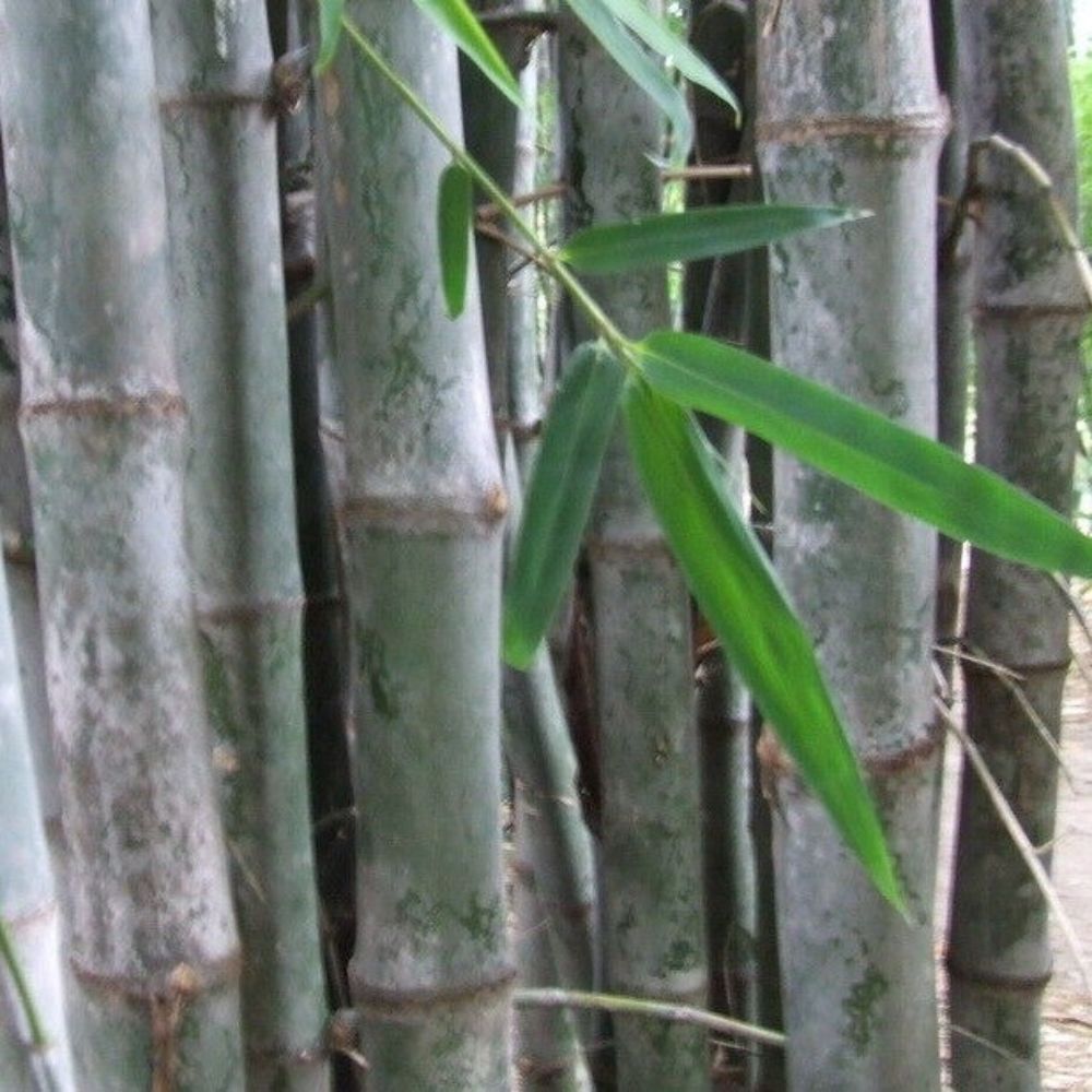 10 Dendrocalamus Strictus Giant Timber Bamboo Seeds For Planting | www.seedsplantworld.com