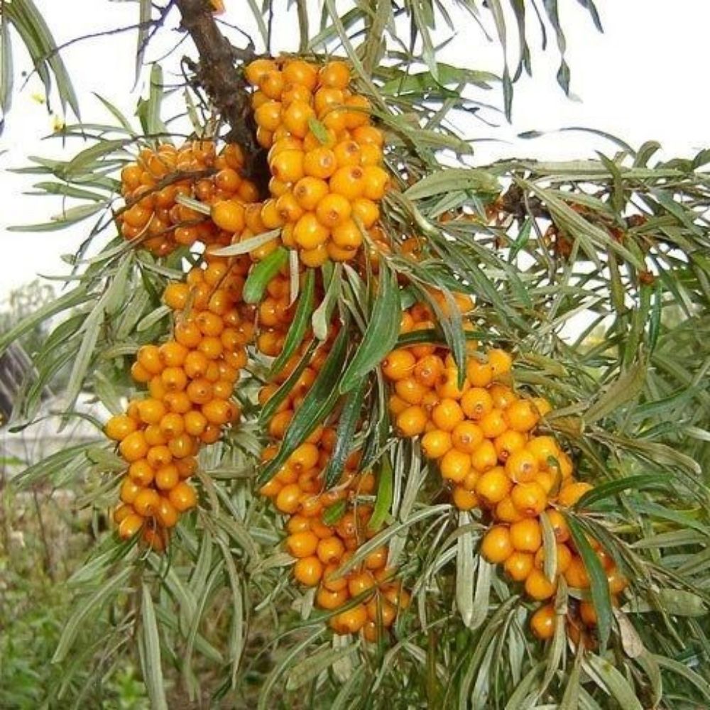 5 Hippophae Rhamnoides Buckthorn Shrub Seeds For Planting | www.seedsplantworld.com